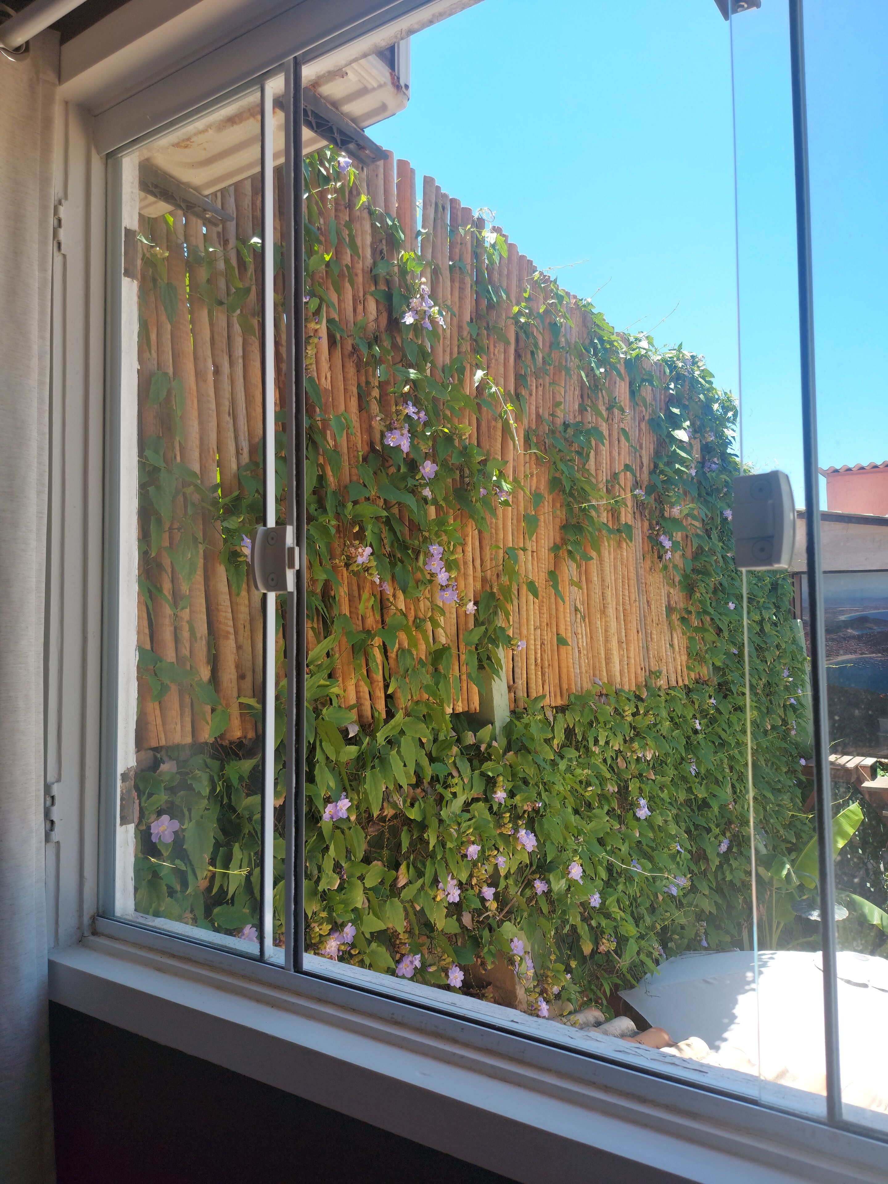 Una ventana con vista a una valla de madera y follaje.