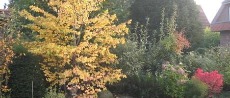Un jardín con un gran árbol en tonos otoñales, césped y diversos arbustos.