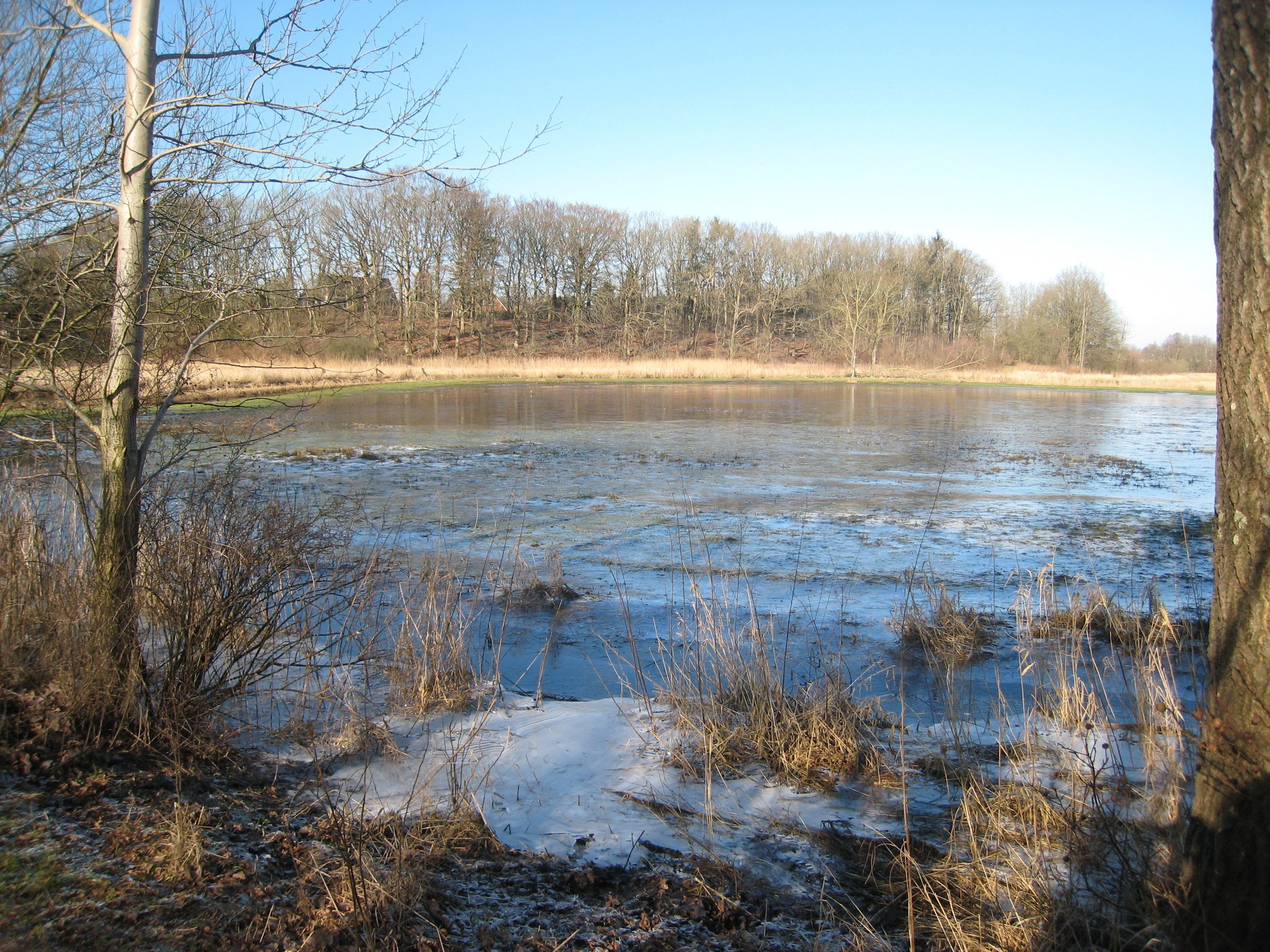 A natural landscape with a frozen pond surrounded by trees and vegetation.