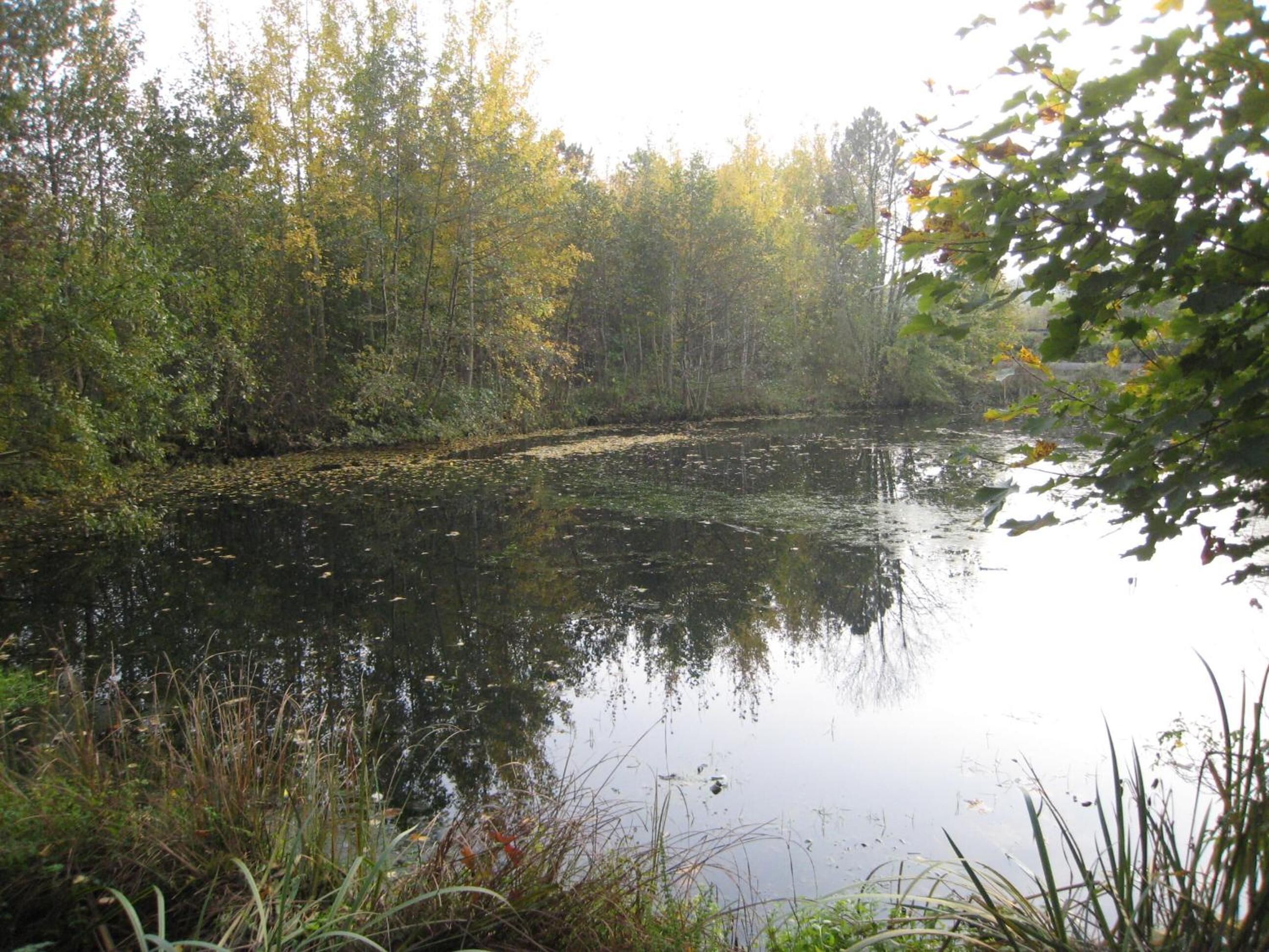 A calm river with dense foliage on both sides.