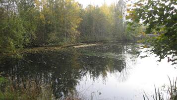 A calm river with dense foliage on both sides.