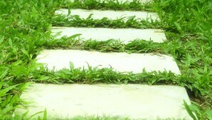 A pathway with concrete slabs and surrounding grass.