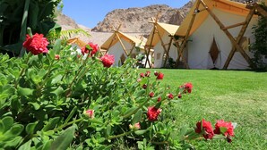 Un camping con tiendas de campaña y un espacio cubierto de césped.