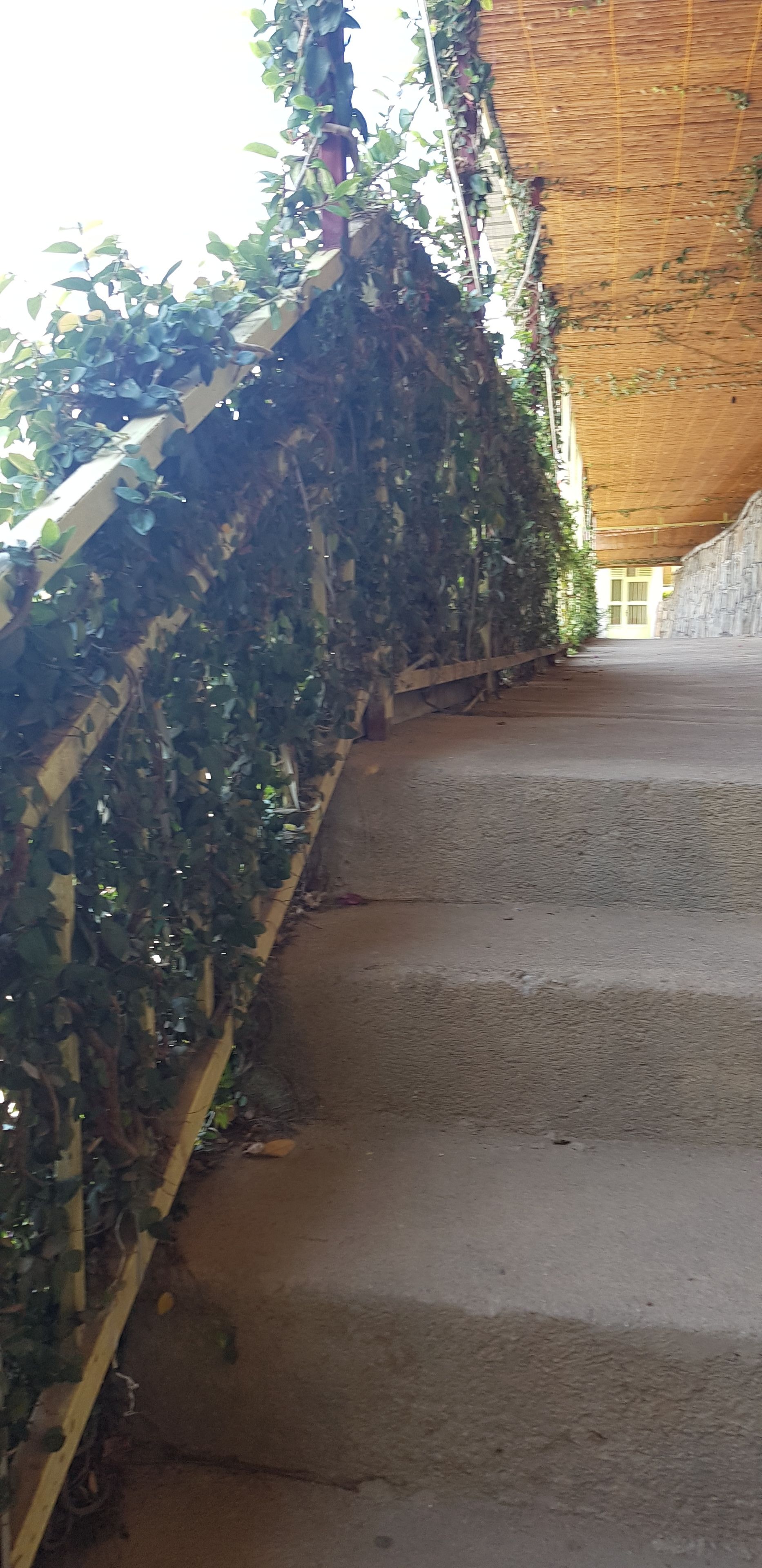 Un escalier en béton, doté d’une rampe métallique recouverte de feuillage verdoyant, mène à l’entrée d’un bâtiment.