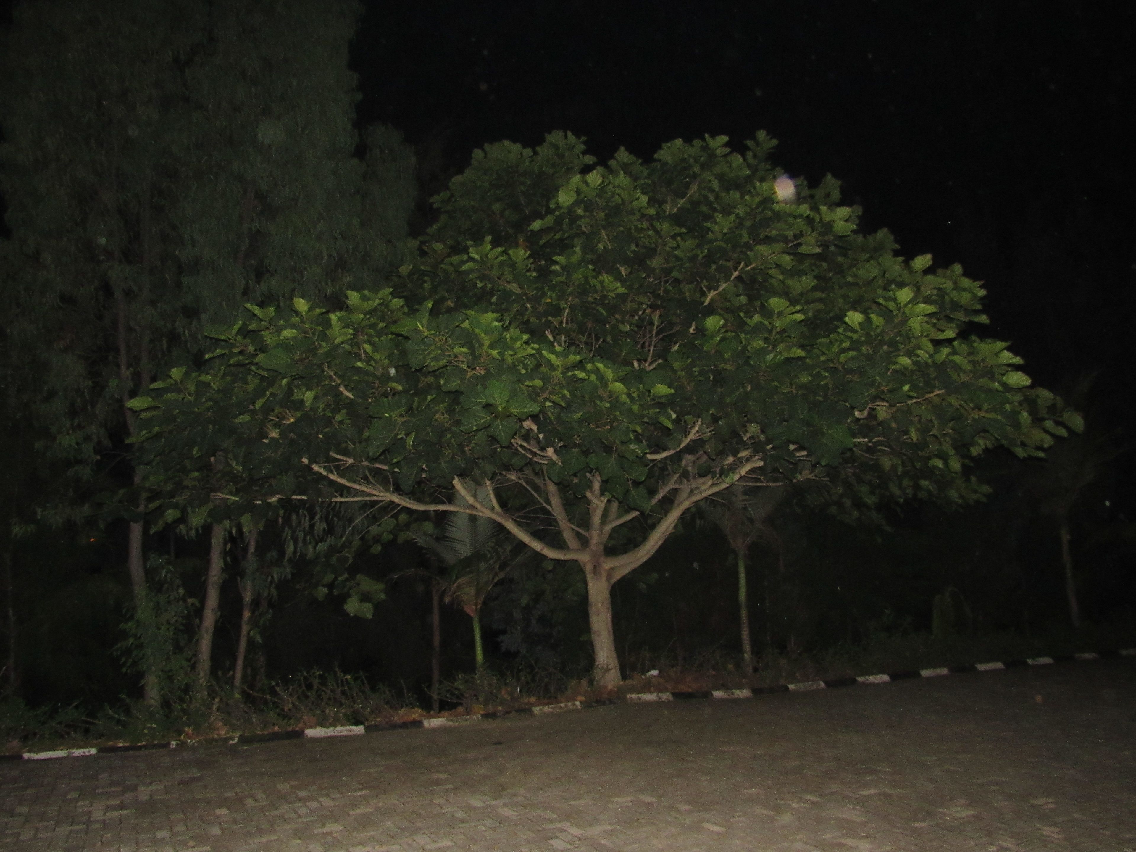 A tree-lined street at night.