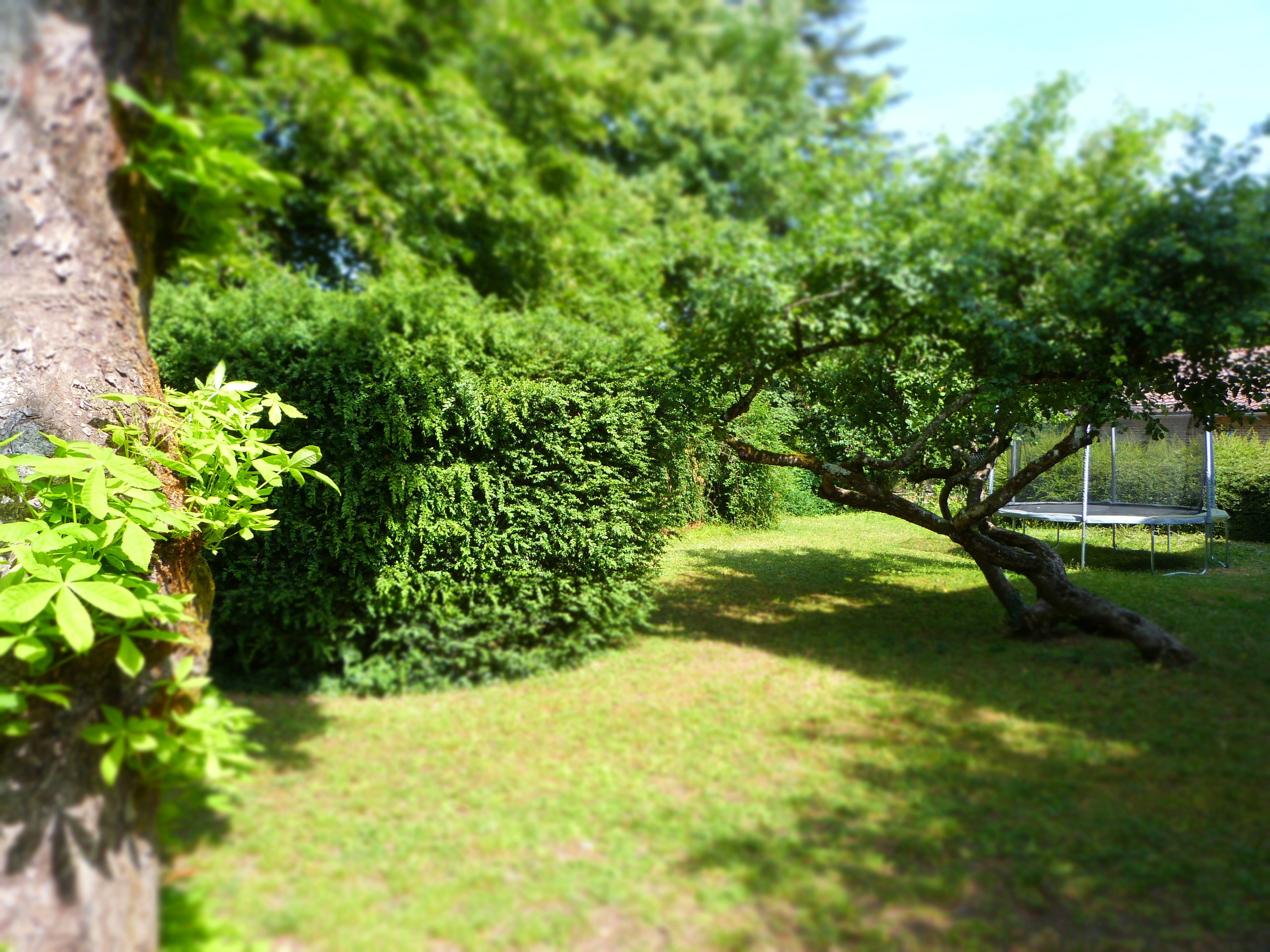 A park with a bench, a tree, and a grassy area.