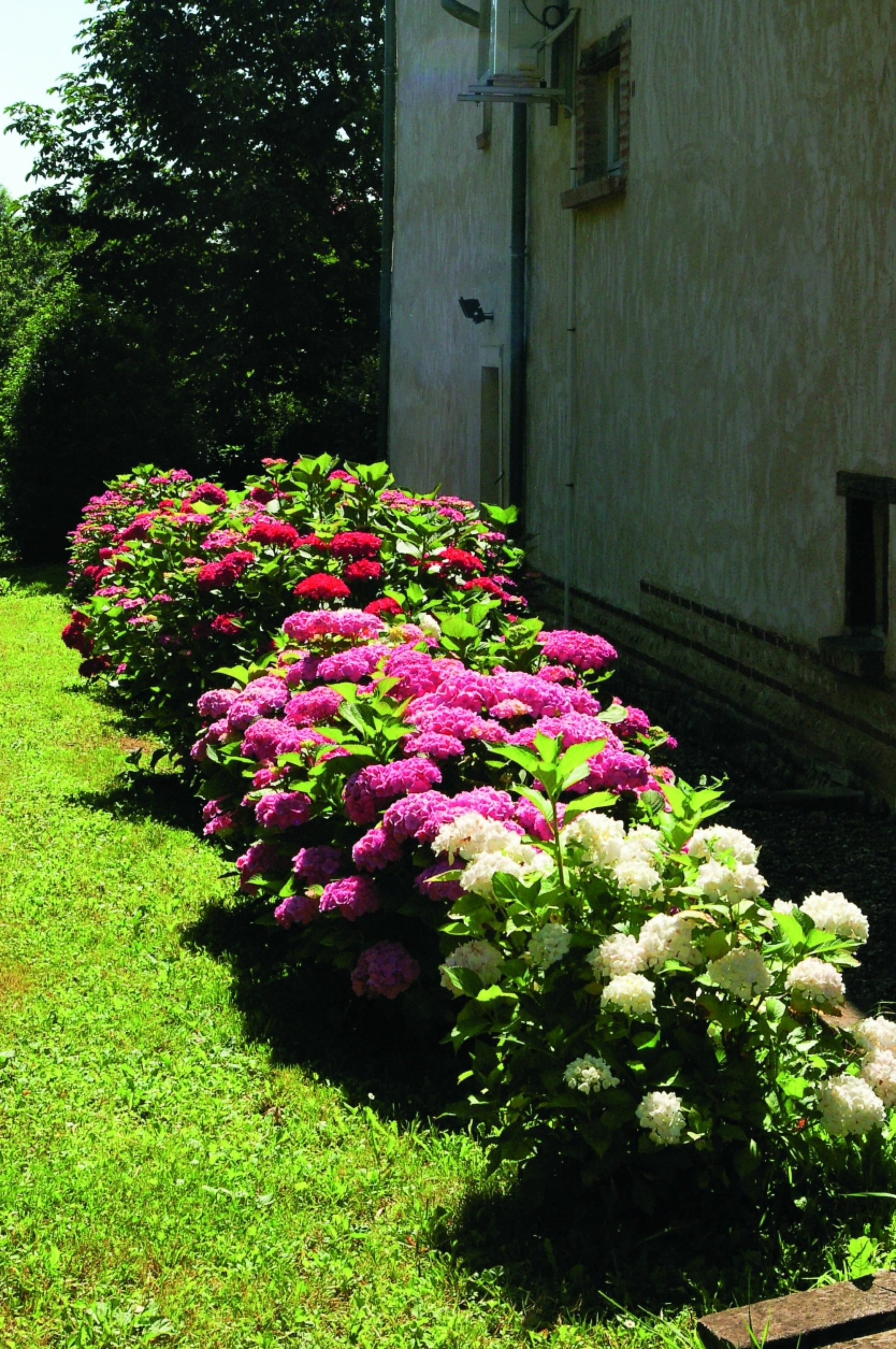 Eine Reihe leuchtender Blumen in einem Gartenbereich neben einem Gebäude mit Backsteinmauer und Fenster.