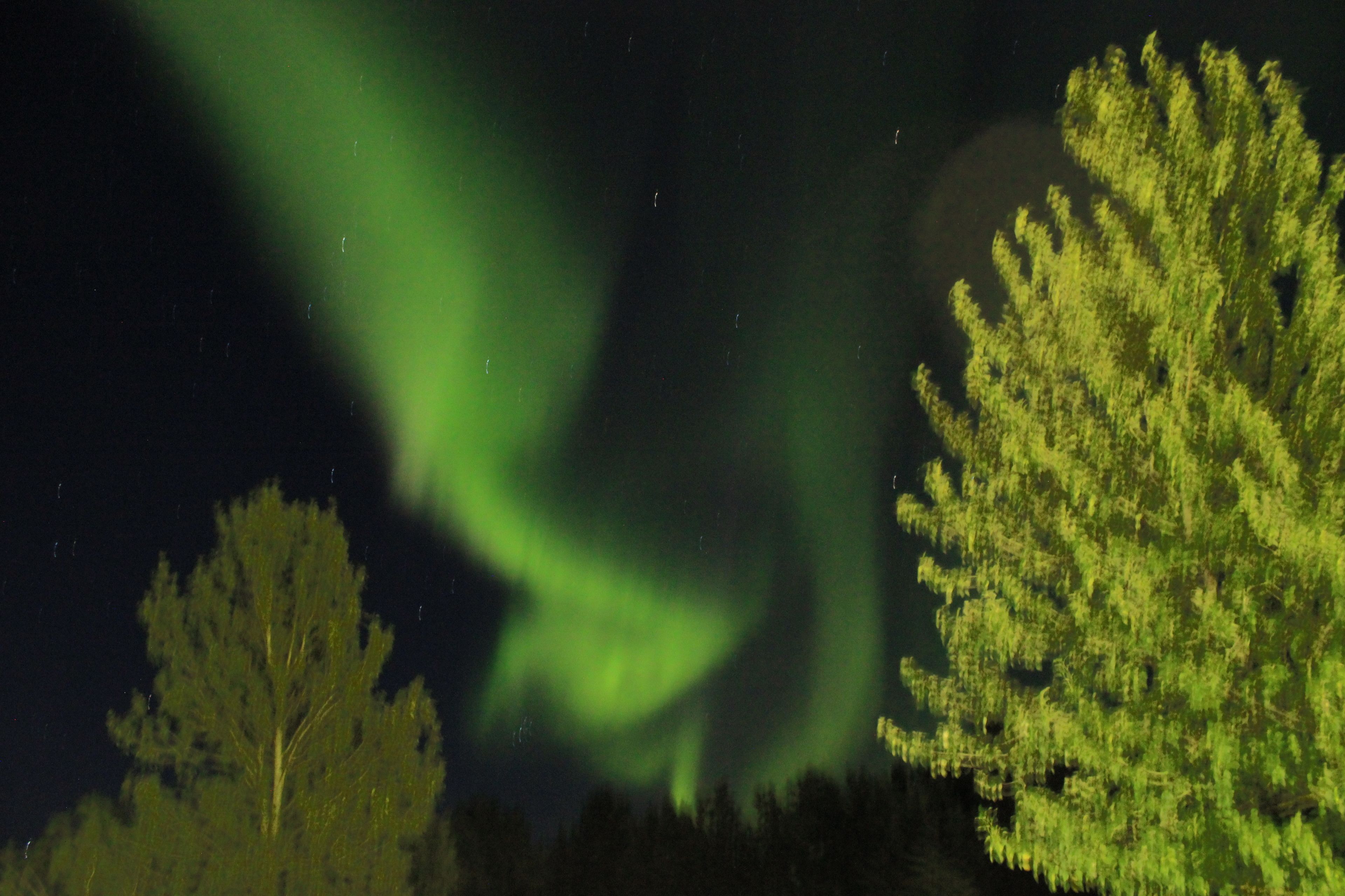 Une scène nocturne avec des aurores boréales et une forêt.