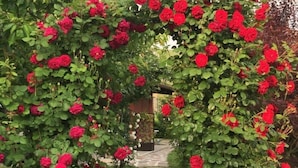 A stone pathway leading through a lush archway of red roses. - Residence delle Rose (Monforte d'Alba)