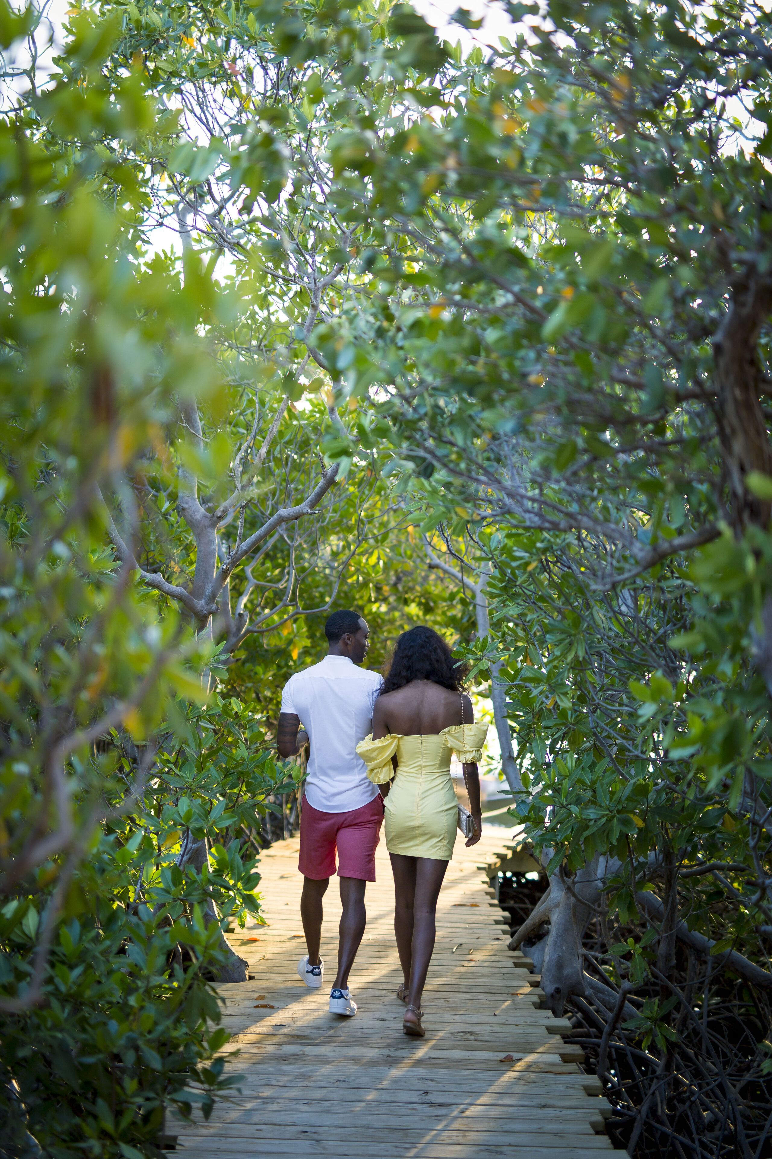 A wooden boardwalk surrounded by dense foliage.