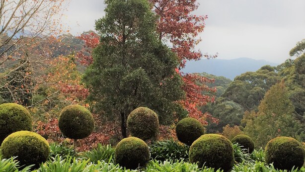 A garden with neatly trimmed spherical hedges and a variety of trees, including some with autumn-colored leaves. - Mount Tomah Huntington Lodge - peaceful & picturesque Hamptons styled hideaway  (Mount Tomah)
