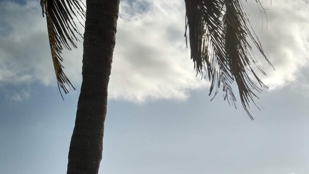 Ein Strand mit Palmen, Booten und badenden Personen.