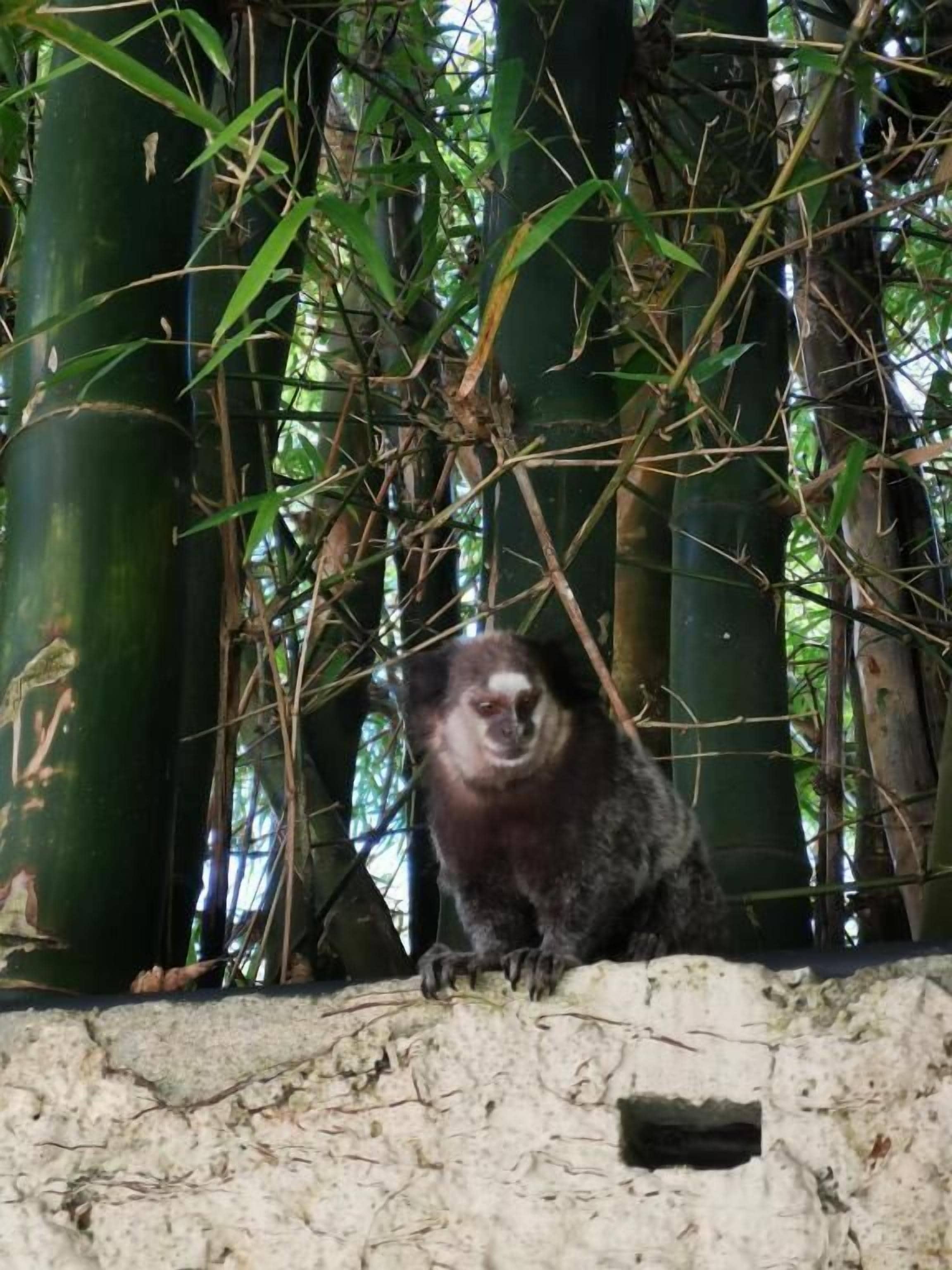 Photo - Apart da Cachoeira