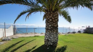 A palm tree in a grassy area with a view of the sea and a fence in the background. - Villa Mary in Pula: exclusive location with private access to the beach (Pula)