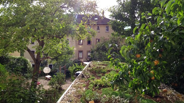 Een tuin met verschillende planten en een stenen pad.