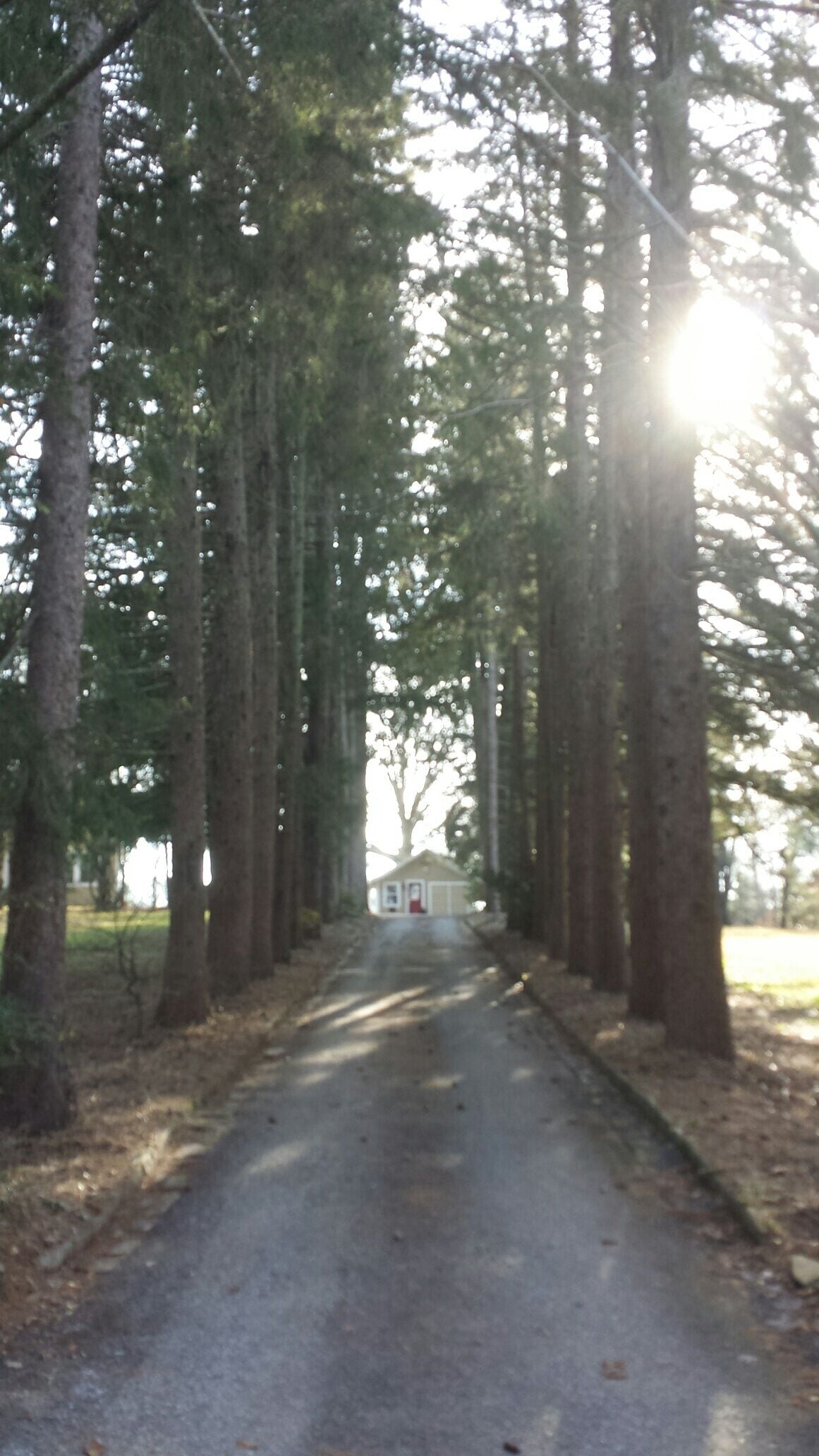 A pathway lined with tall trees leading to a building with a red door.