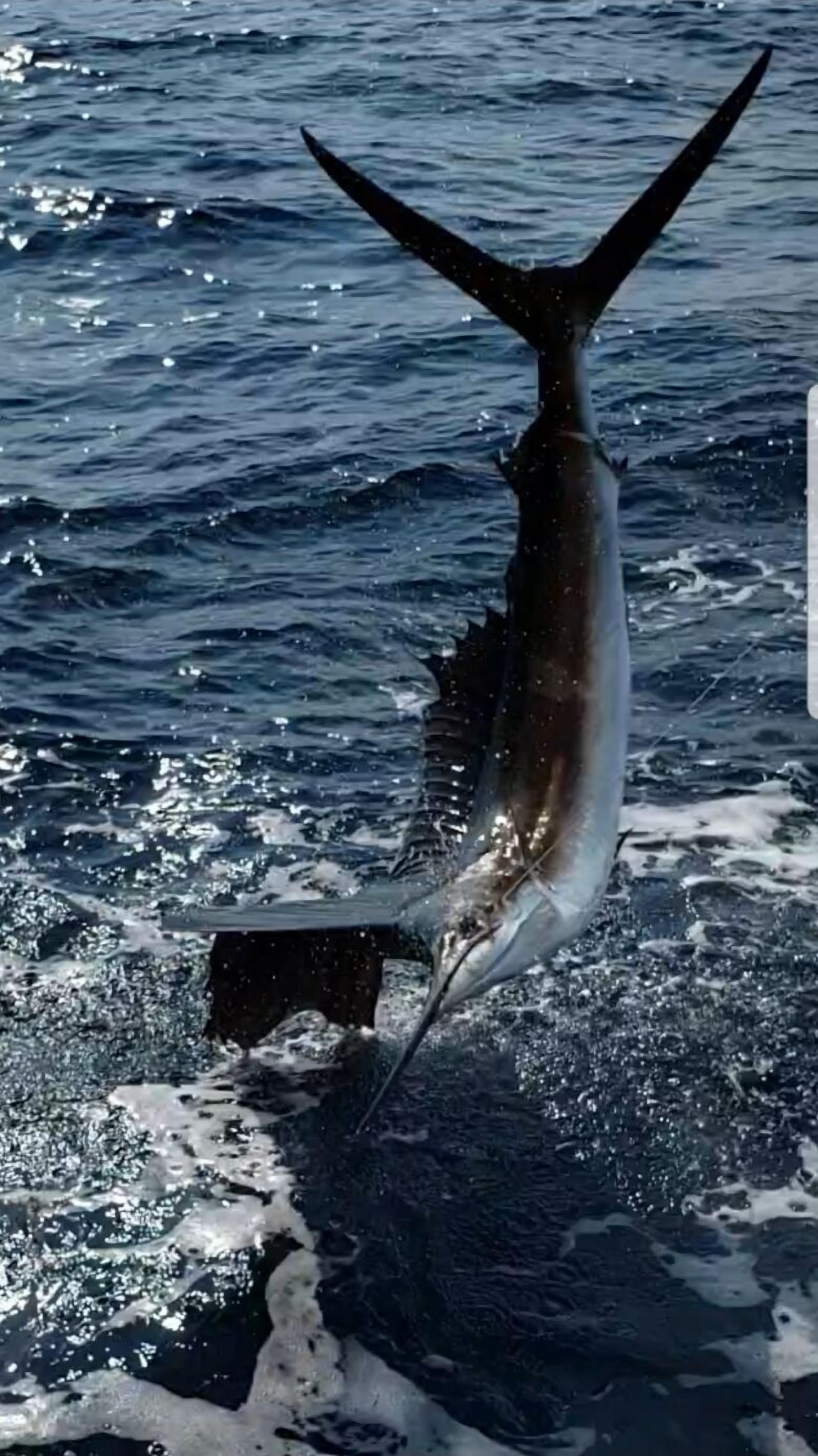 A large fish with a long tail, possibly a marlin, in the ocean.