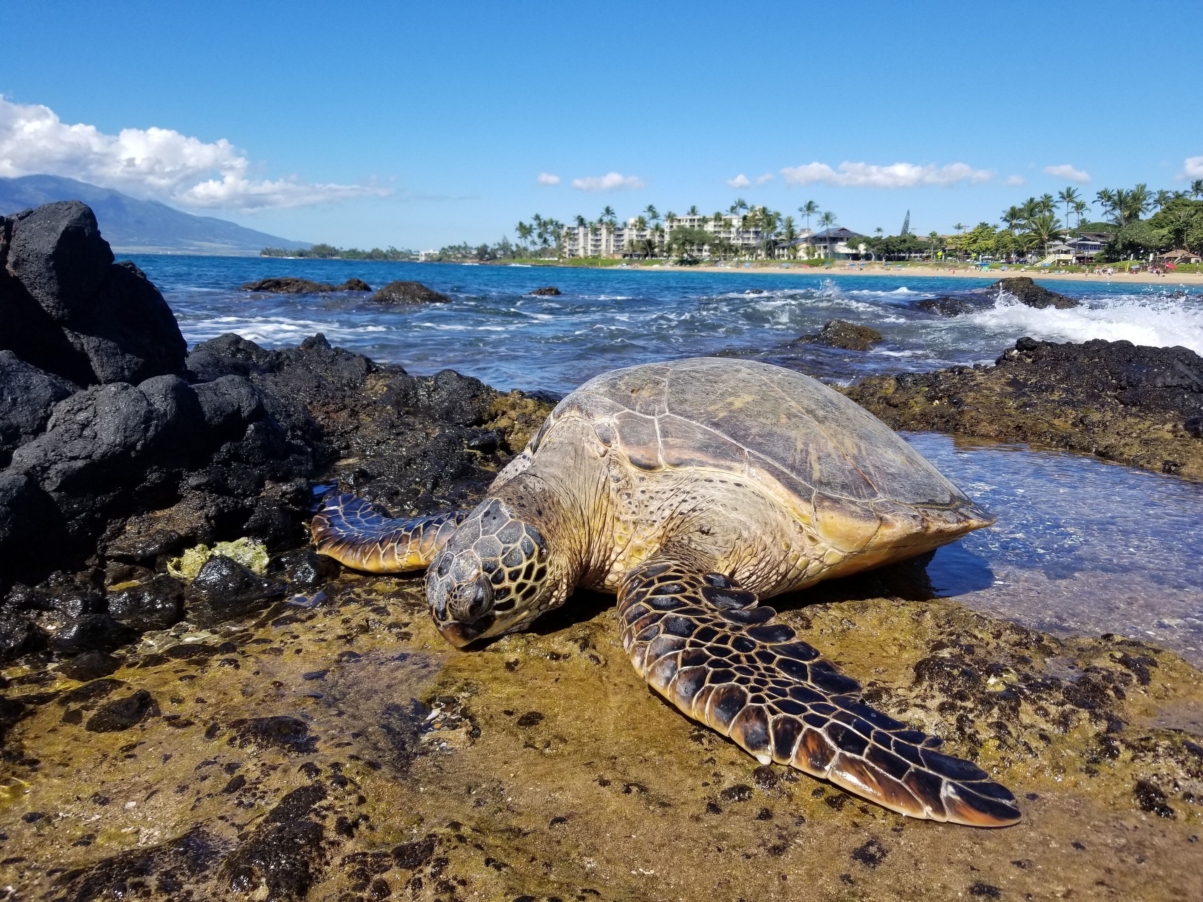 Una tortuga marina sobre una platja rocosa amb una vista clara de l'oceà i una muntanya lluny.