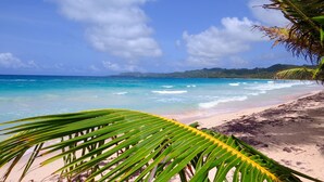 Une plage aux eaux turquoise et limpides, un rivage sablonneux et, au premier plan, des palmiers aux feuilles vertes.