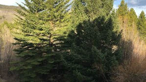 Un sentier qui longe une rangée d’arbres à feuilles persistantes.