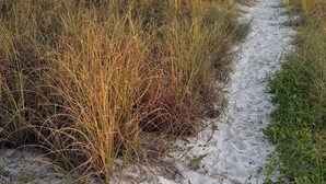 A sandy path leading to a beach with tall grasses and a calm sea under a clear sky. - 10% OFF BEACH FRONT COTTAGE! C 30A BIKE/SHOP/RESTAURANTS (Panama City Beach)