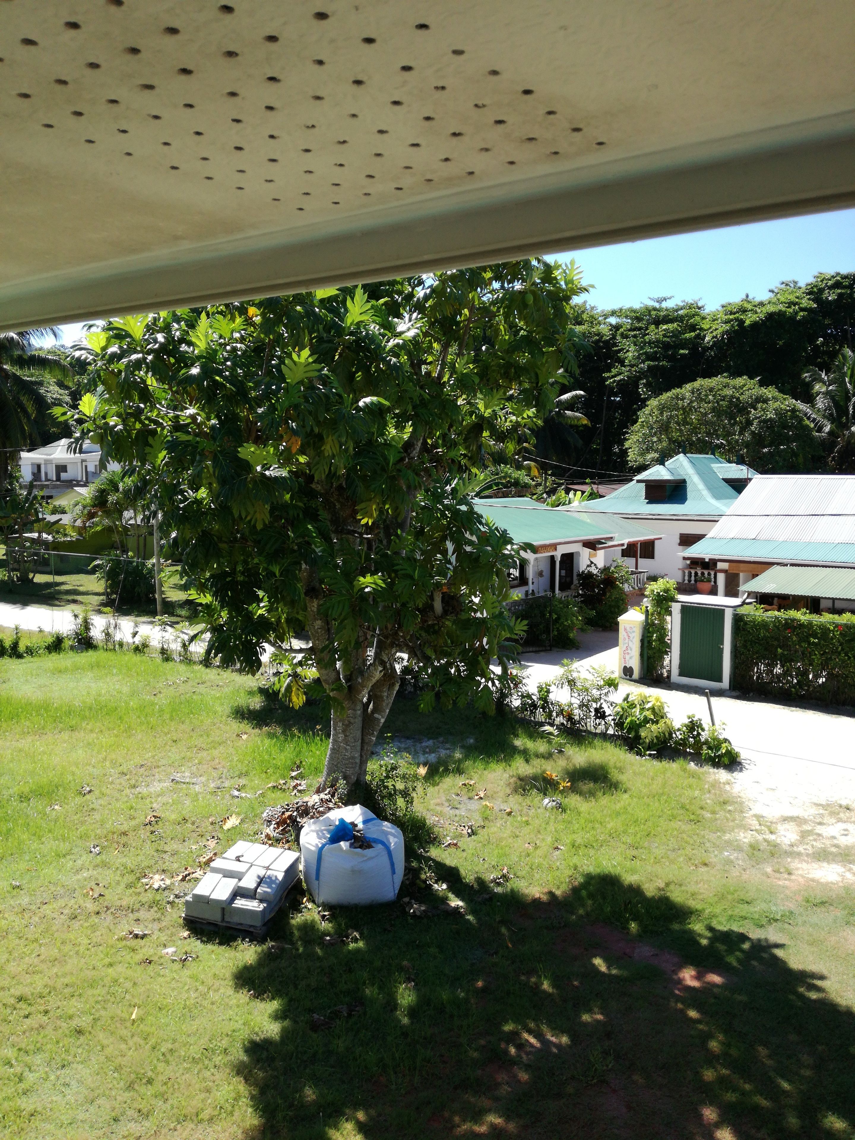 A tree with a white structure beneath it, a green-roofed building, and a clear sky.