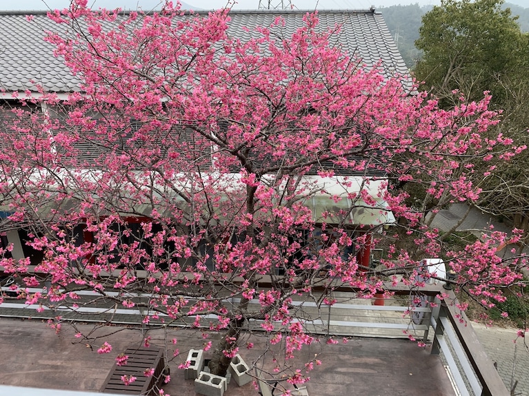 三義微微風民宿評價、特色體驗、寵物友善住宿、房價資訊 – 藝術森林中的寧靜家園 - 照片 7