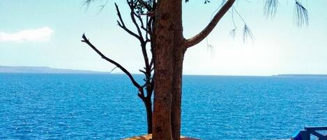 A tree with a view of the sea, a wooden table, and colorful bean bags.
