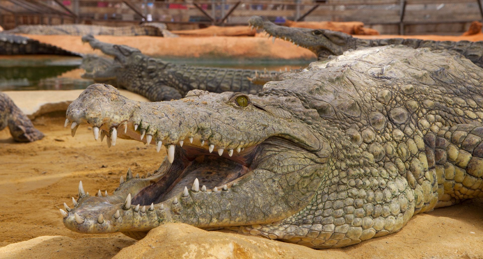 A crocodile with its mouth open, displaying sharp teeth.