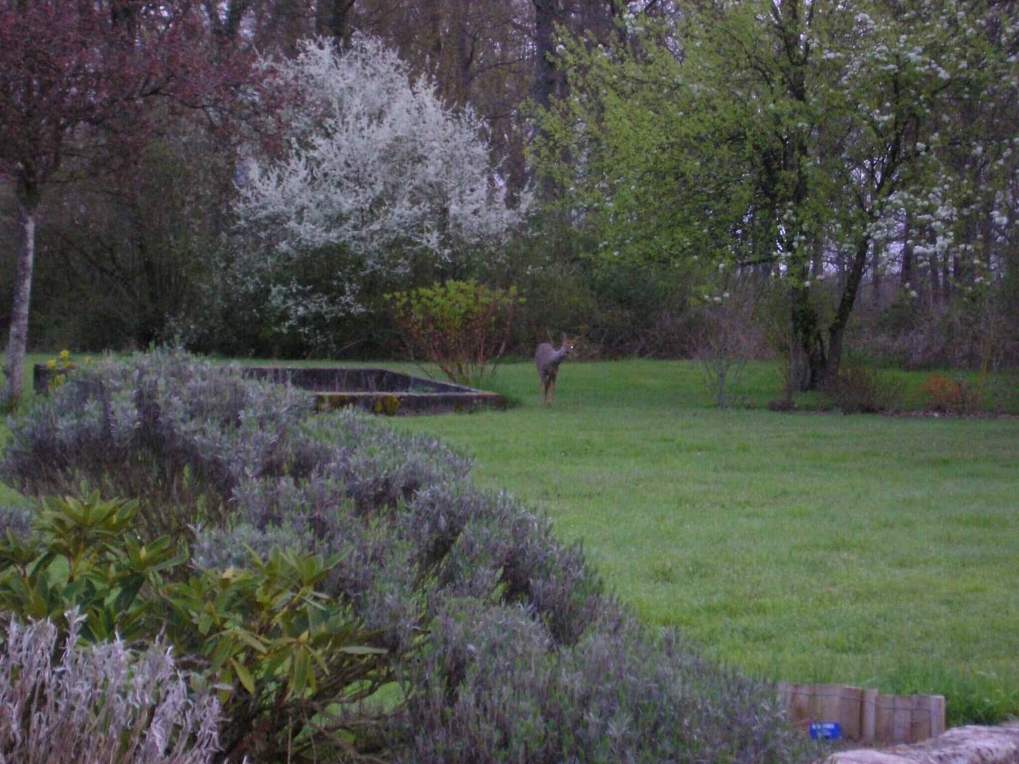 Un jardín con un estanque, arbustos y árboles.