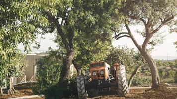 A vintage tractor parked under a tree.