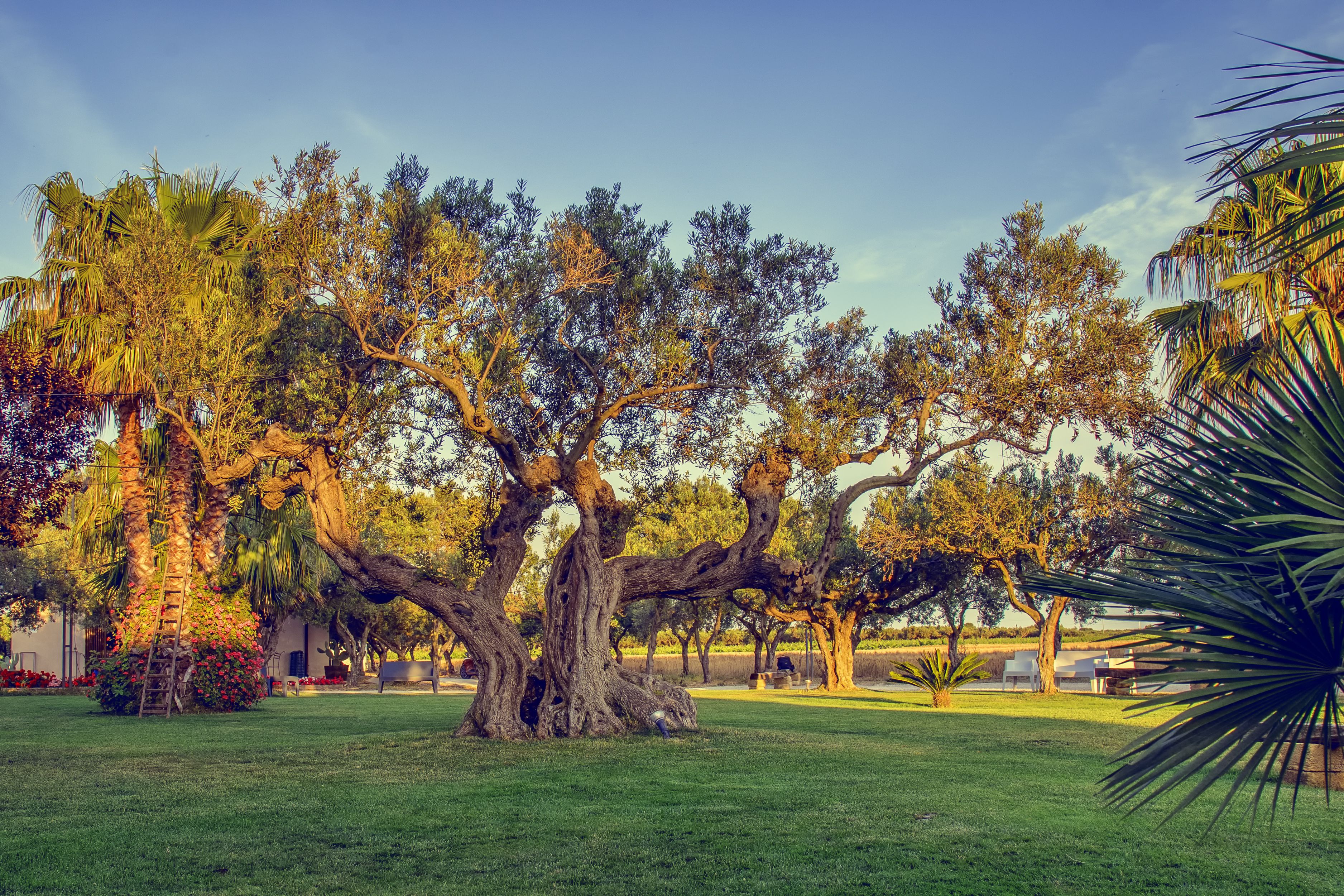 A large tree with a thick trunk and sprawling branches in a well-maintained grassy area.