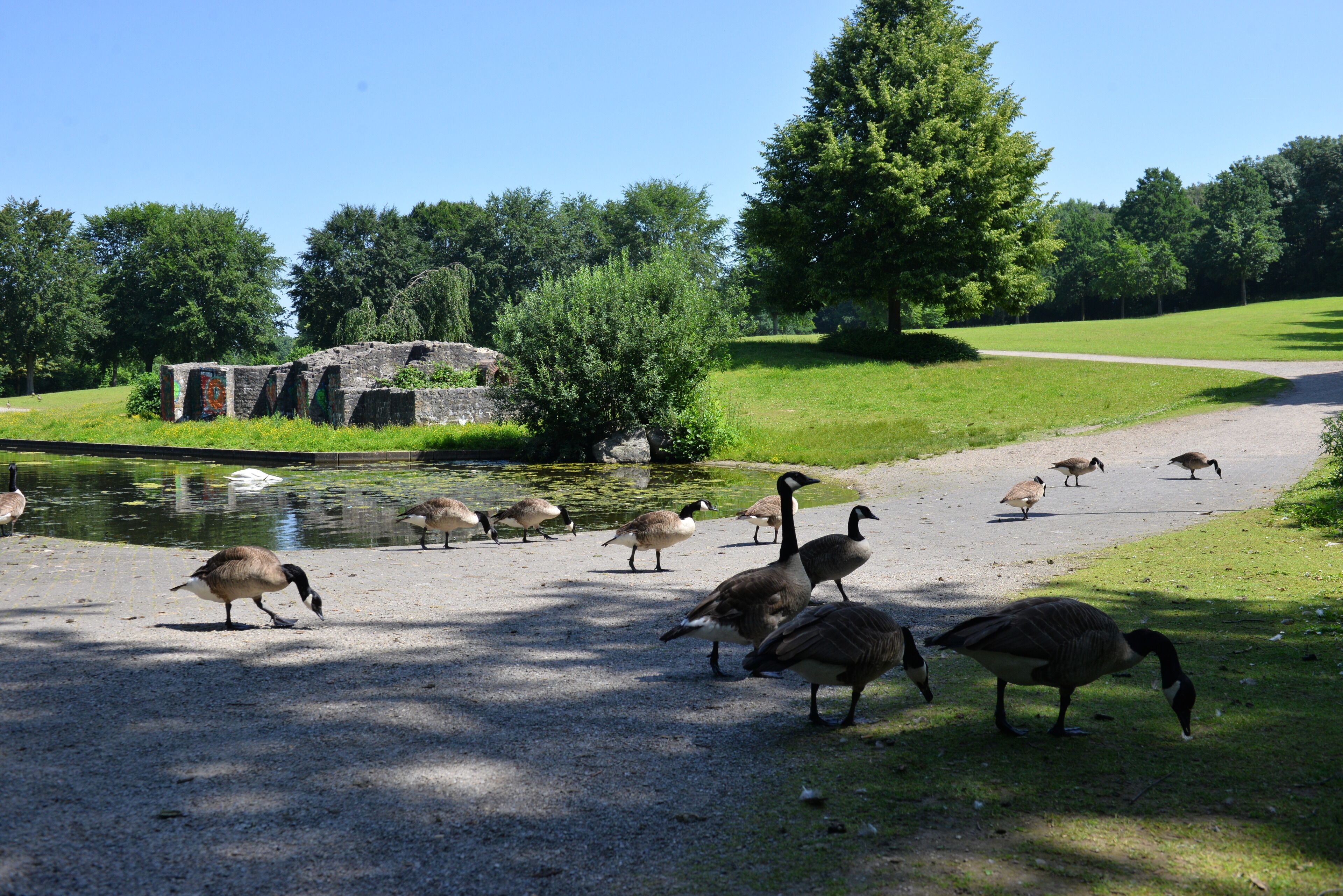 Un parque con un estanque, patos y gansos.