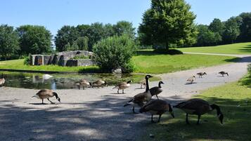 Un parque con un estanque, patos y gansos.