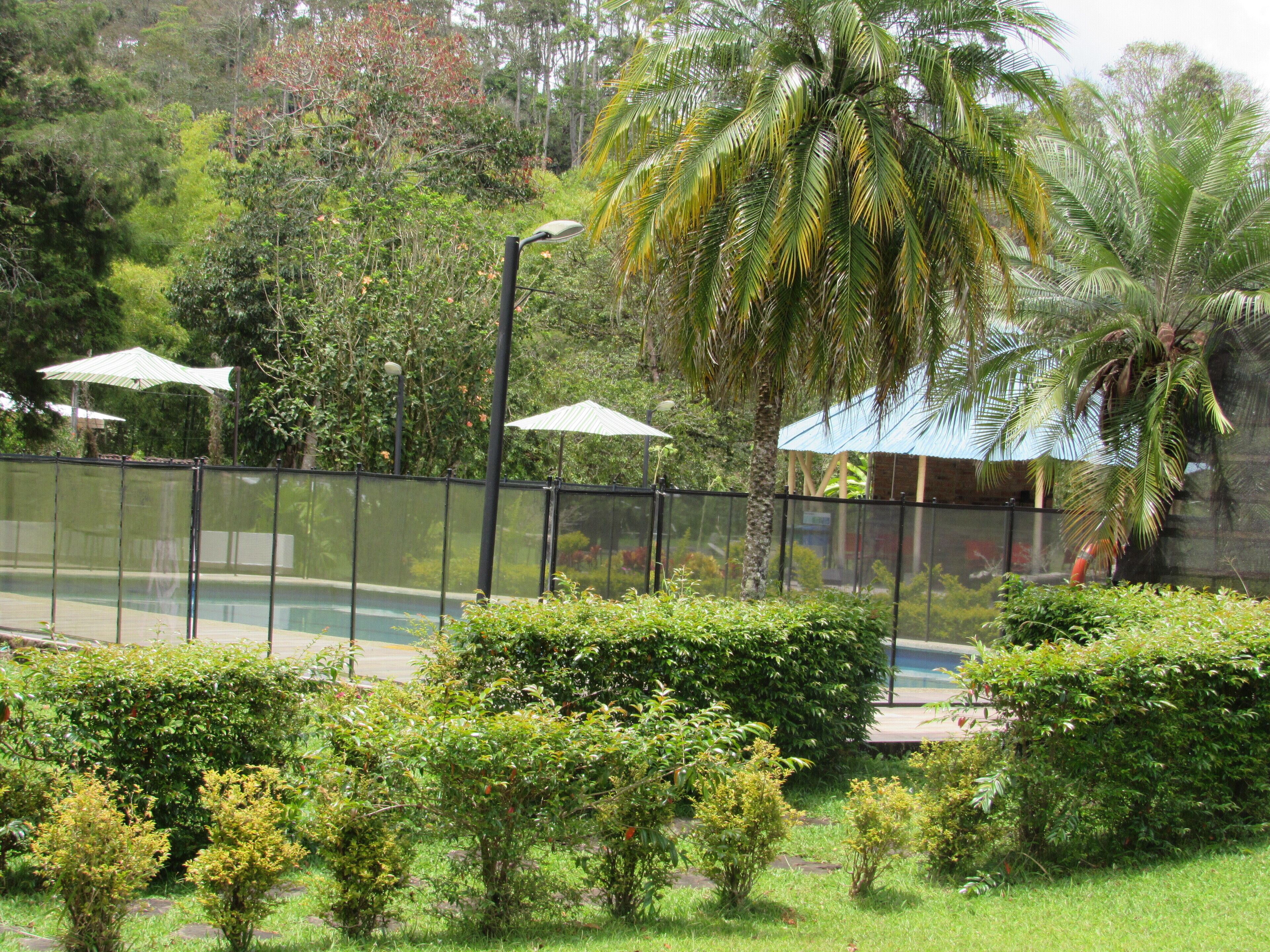 A fenced pool area with palm trees and umbrellas.