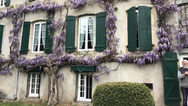 Un edificio con contraventanas verdes y enredaderas florecientes púrpuras.