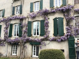 A building with green shutters and purple flowering vines.