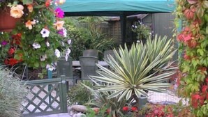 Une terrasse de jardin agrémentée de diverses plantes, d’un parasol vert et d’une clôture en treillis.