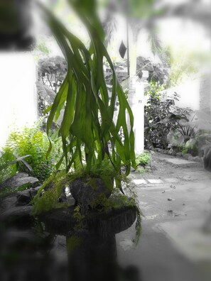 A potted plant with green foliage in a garden area with a stone pathway and various plants. - Hostal plaza (Cienfuegos)