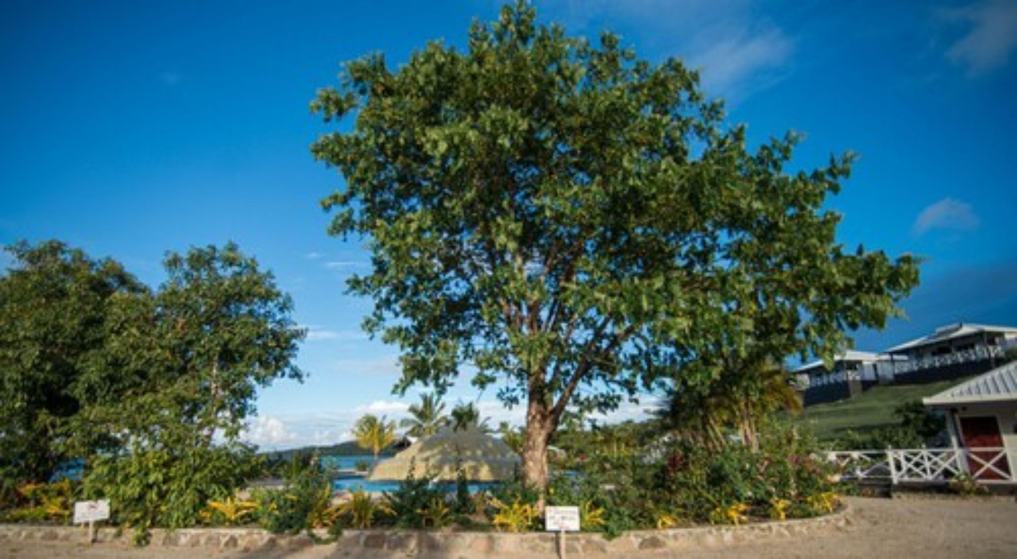 A large tree in a landscaped area with a view of a body of water and a building in the background.