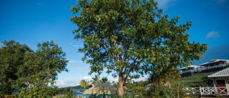 A large tree in a landscaped area with a view of a body of water and a building in the background.