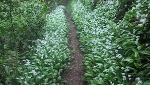 A pathway flanked by lush greenery and white flowers, leading into a dense forest.