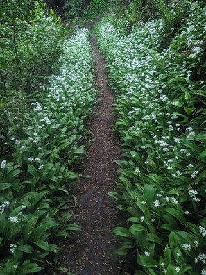 Property grounds - Stay in a historic Manor House ! A Grand Retreat near Dublin&Newgrange. (co meath)