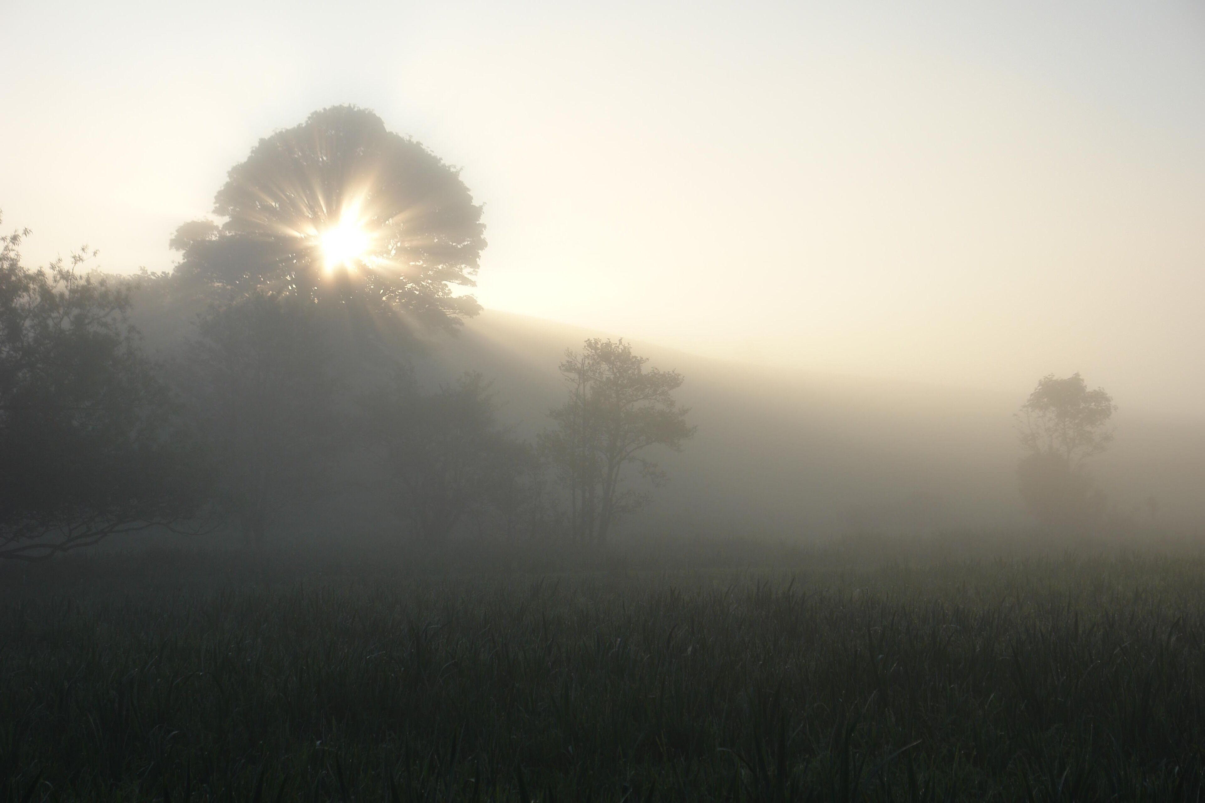 A foggy landscape with trees and sunlight peeking through.