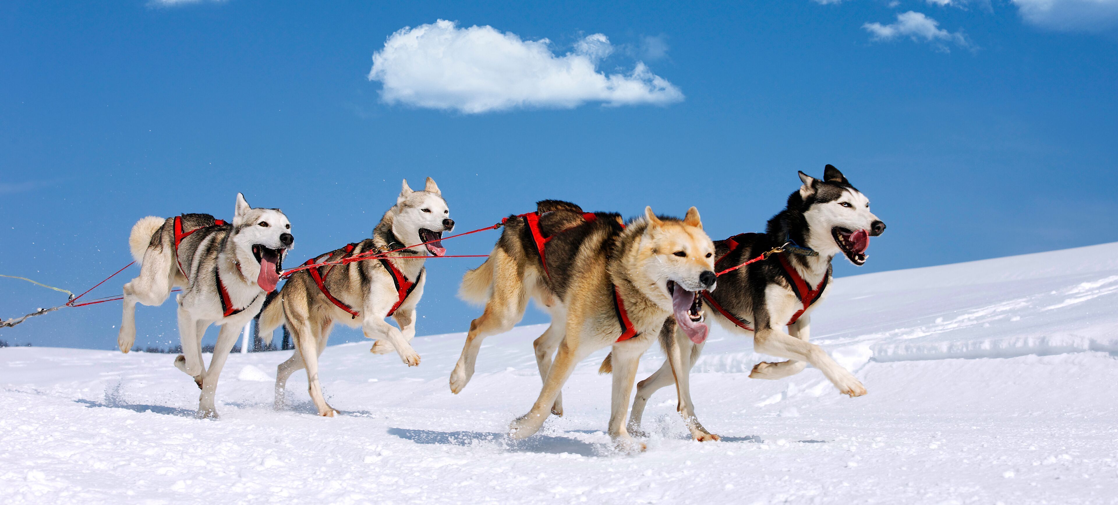 Vier Schlittenhunde angelegt und rennen über eine verschneite Fläche.