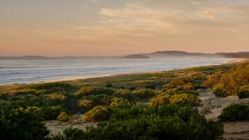 A coastal landscape with a beach, dunes, and vegetation.
