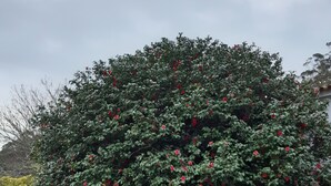 Ein Baum mit roten Blüten und eine Terrasse mit Stühlen und einem Tisch.