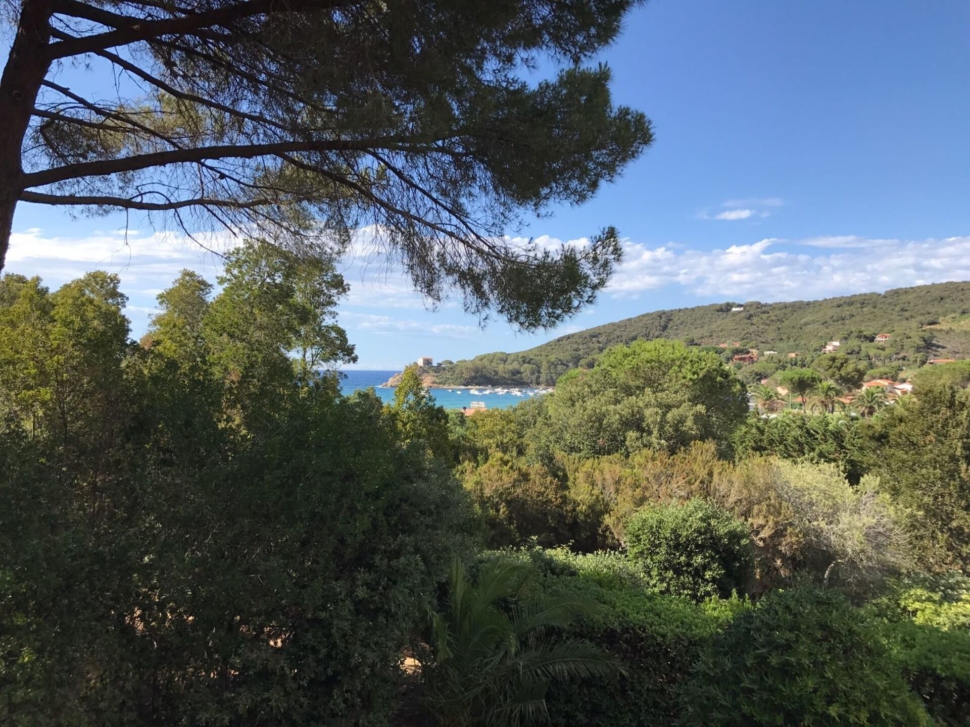 Üppige grüne Landschaft mit dichtem Baumbestand und Blick auf das Meer.