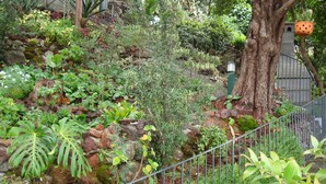 Un jardín exuberante con diversas plantas y un árbol, delimitado por una valla metálica.