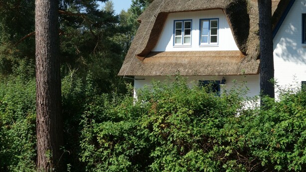 A traditional thatched-roof house surrounded by dense greenery and tall trees. - Holiday apartment on the beach in a traditional thatched-roofed house  (Ostseebad zingst)